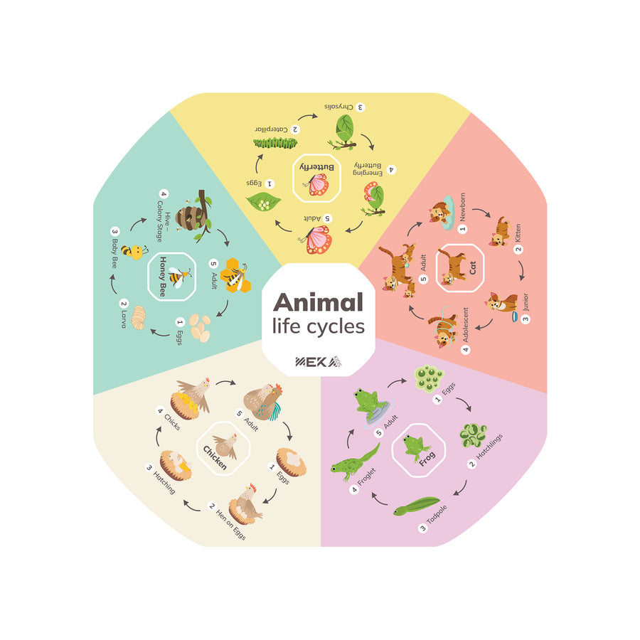 Animal Life Cycles Insert