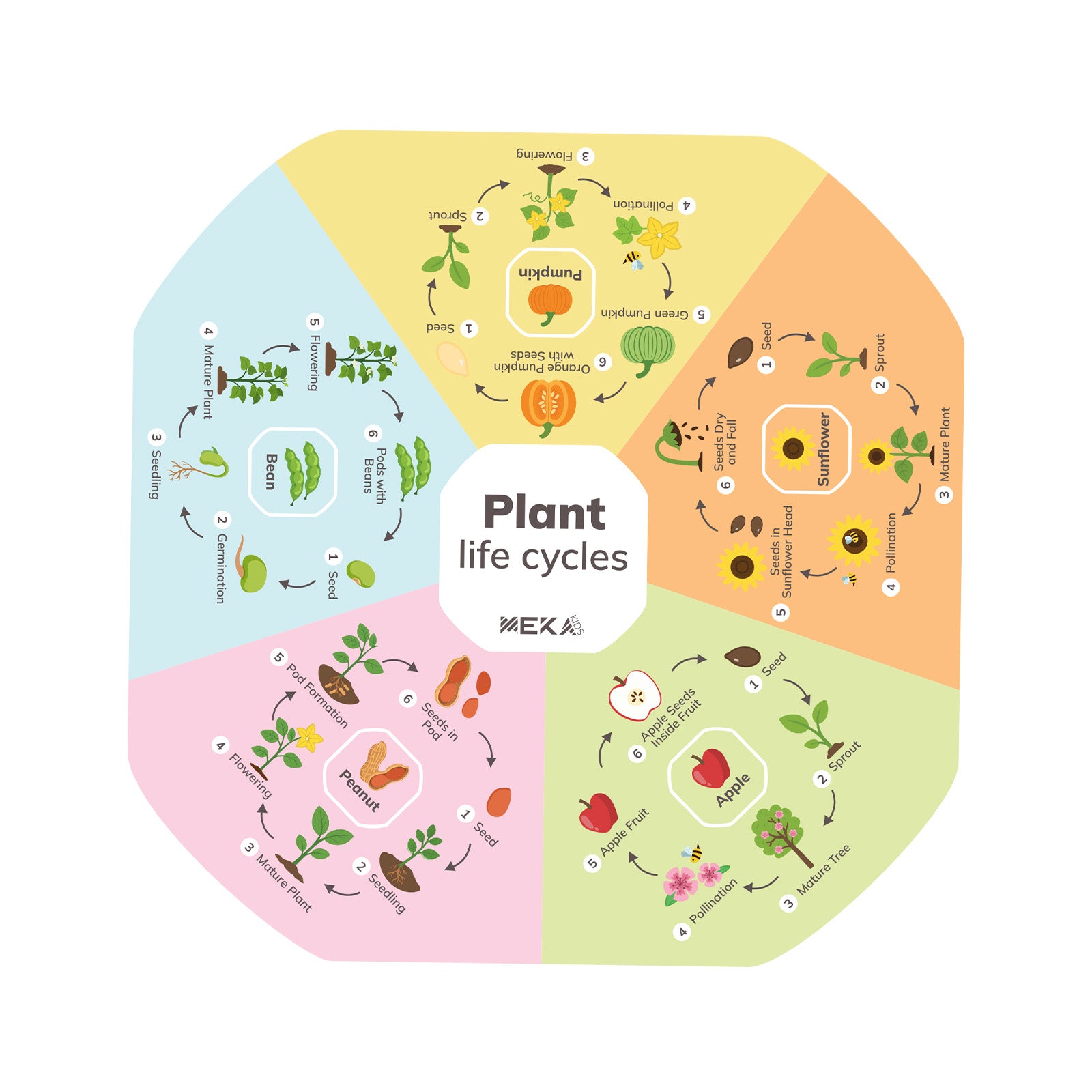 Plant Life Cycles Insert – Meka Sensory Play