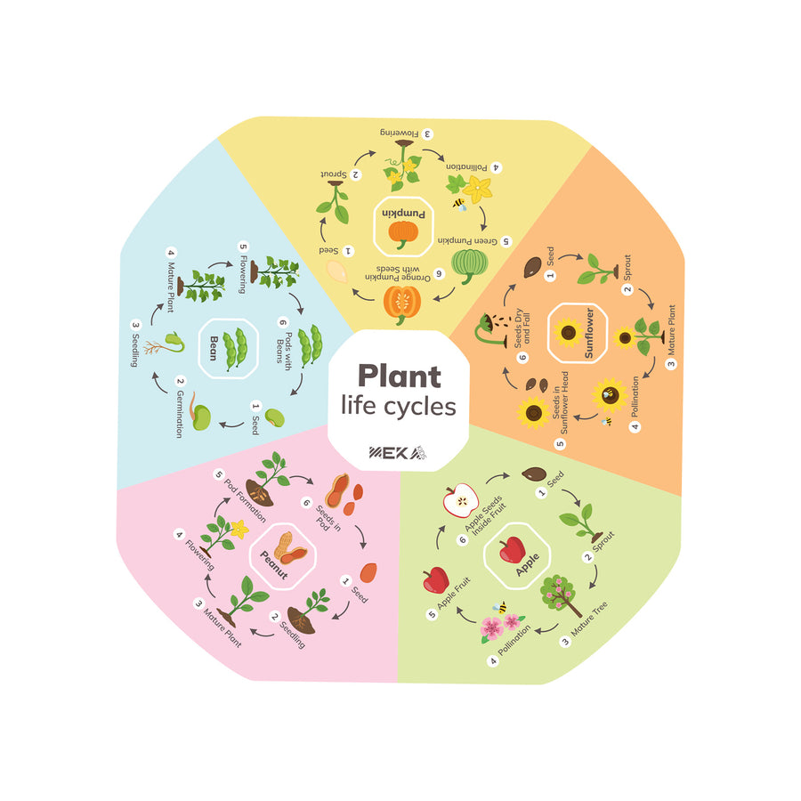 Plant Life Cycles Insert